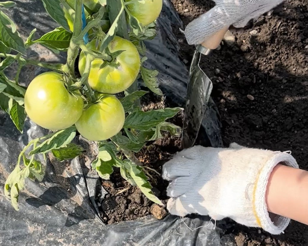 コンポストで作った堆肥を家庭菜園などの土づくりに使う方法